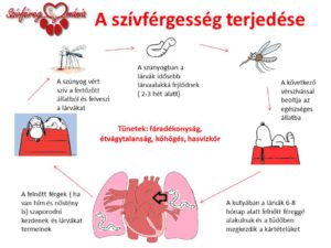 A-szívférgesség-terjedése-újlogo
